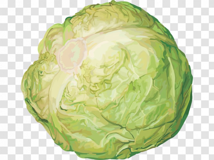 Red Cabbage Cauliflower Vegetable Transparent PNG