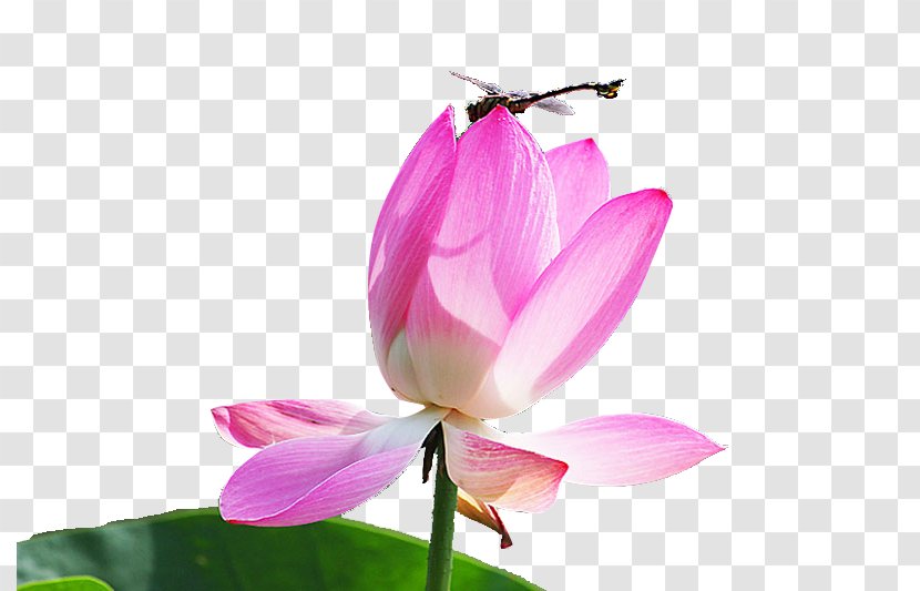 Nelumbo Nucifera Pink Euclidean Vector - Flora - Lotus Transparent PNG