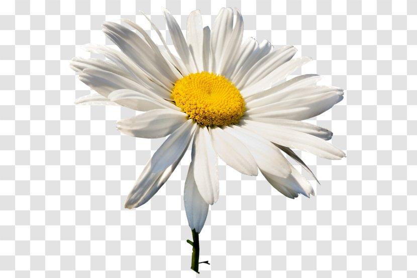 Day Of Russian Family And Love Chamomile Fidelity Transparent PNG
