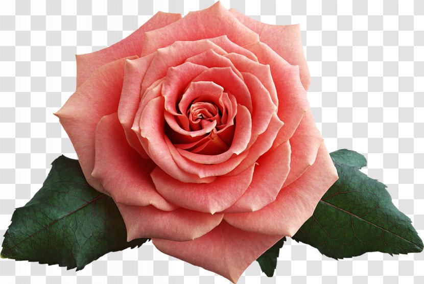 Garden Roses Rosa Chinensis Beach Rose Centifolia Floribunda - Pink Transparent PNG