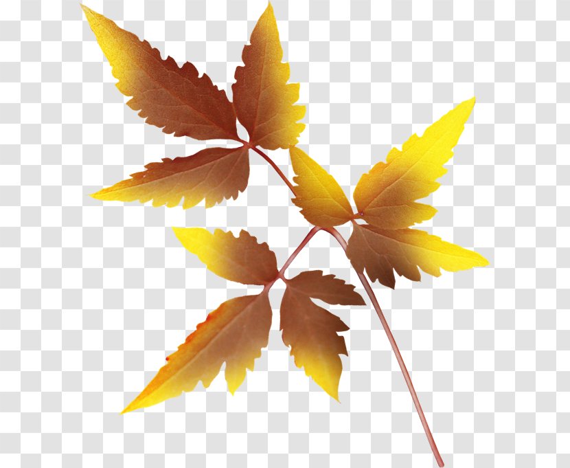 Leaf Autumn Leaves Painting Clip Art - Internet Transparent PNG