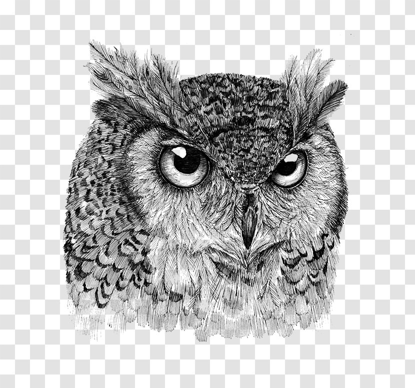 Owl /m/02csf Drawing Beak Wildlife - Black And White Transparent PNG