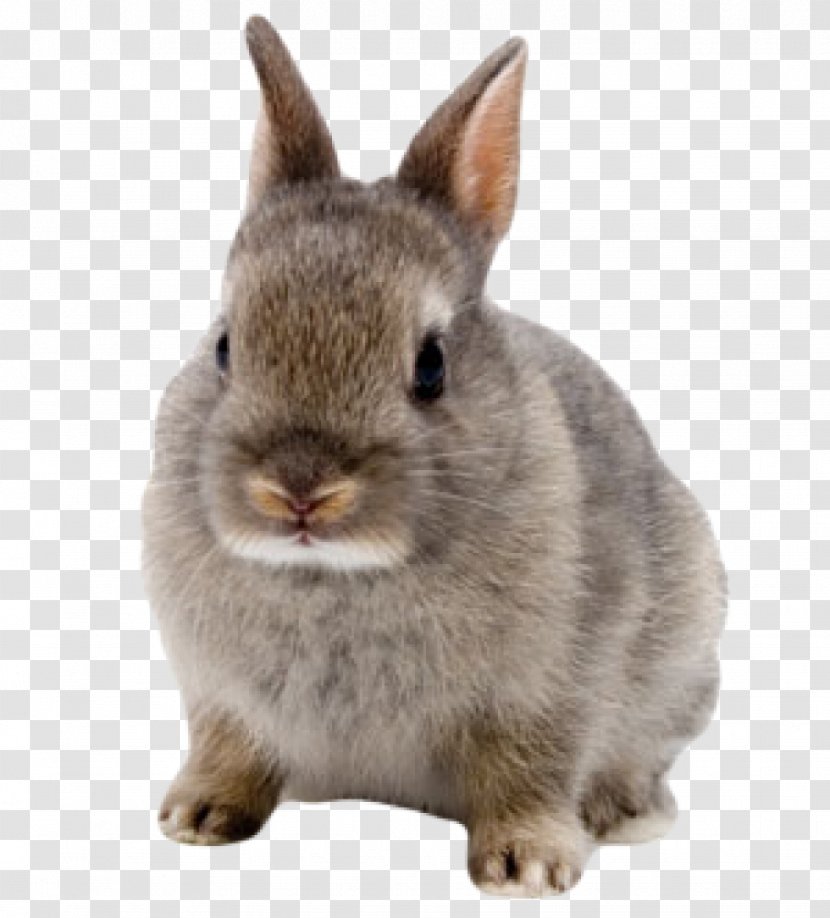 Netherland Dwarf Rabbit Domestic Hare Lionhead Mini Rex - Leporids Transparent PNG