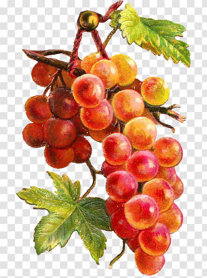 Fruit Grape Watercolor Painting Vegetable - Bokm%c3%a4rke Transparent PNG
