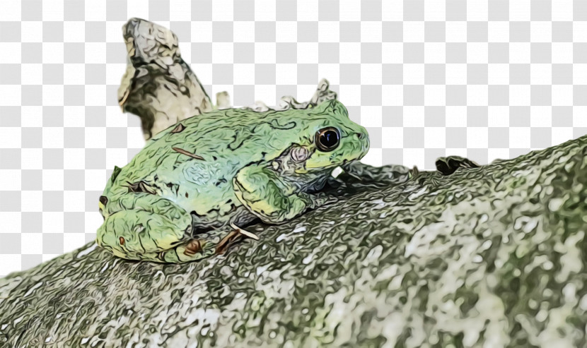 Toad True Frog Tree Frog Frogs Science Transparent PNG