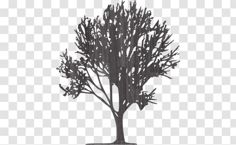 Tree Branch Image - Black And White Transparent PNG