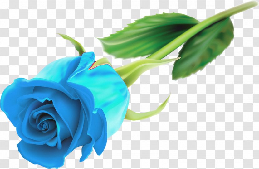 Rose Flower Desktop Wallpaper - Blue Transparent PNG