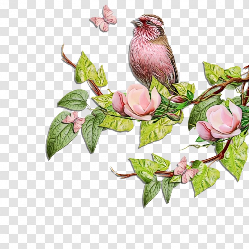 Magnolia Flower - June 10 - Songbird Finch Transparent PNG