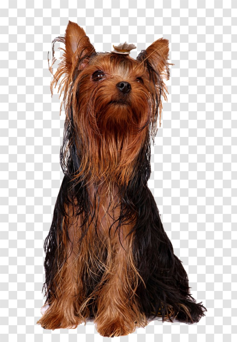 Yorkshire Terrier Australian Silky Puppy Yorkipoo - Dog Breed Transparent PNG