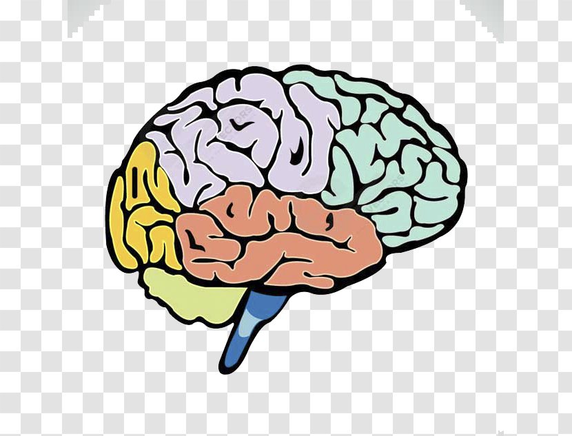 Human Brain Lobes Of The Cerebrum - Heart - Colored Transparent PNG