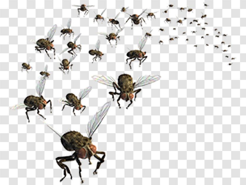 Insect Fly Stock Photography Clip Art Image - Pest Transparent PNG