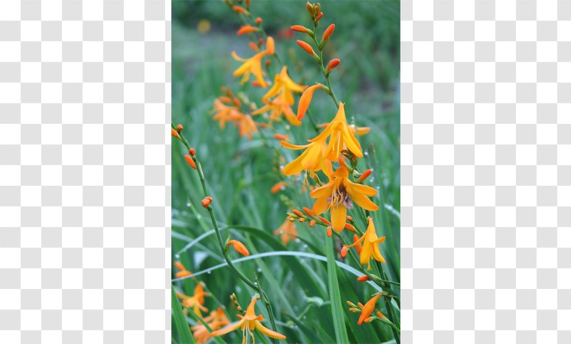 Montbretia Wildflower Plant Stem Coppertips - Grass - Dwarf Lilyturf Transparent PNG