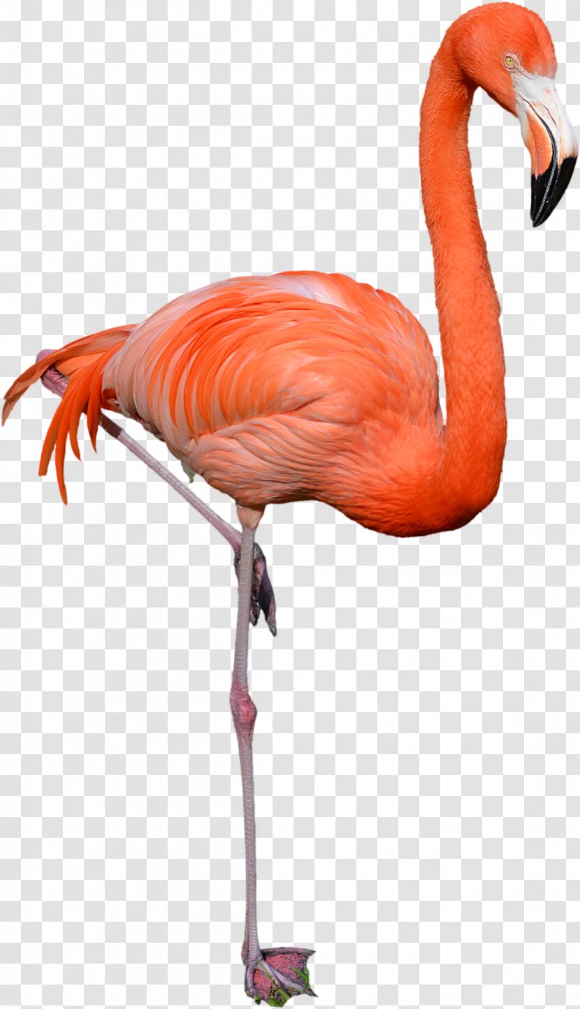 Flamingo Cartoon - Neck - Tail Wildlife Transparent PNG