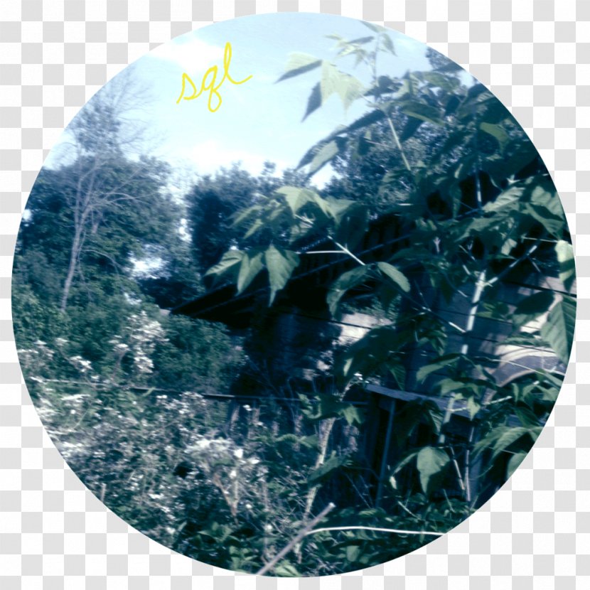Tree - Organism Transparent PNG