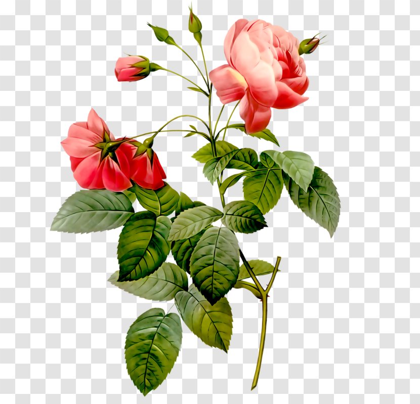 Rose Flower Stock Photography Clip Art - Petal Transparent PNG