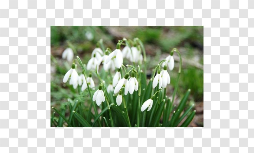 Galanthus Nivalis Bulb Fritillaria Meleagris Flower Hyacinth - Plant Transparent PNG