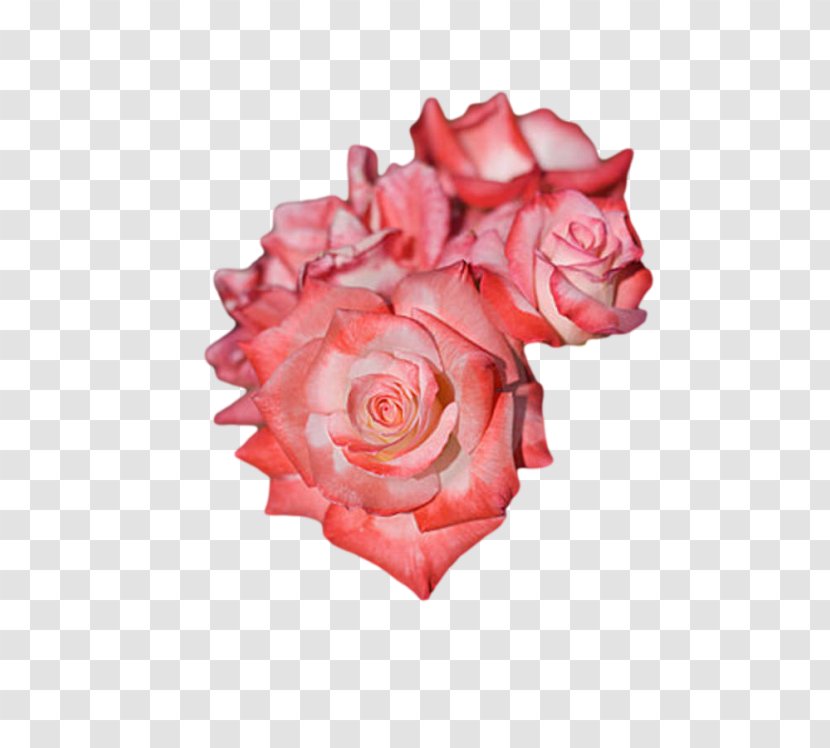 Garden Roses Floribunda Pink Centifolia Rosa Pisocarpa - Flower Transparent PNG