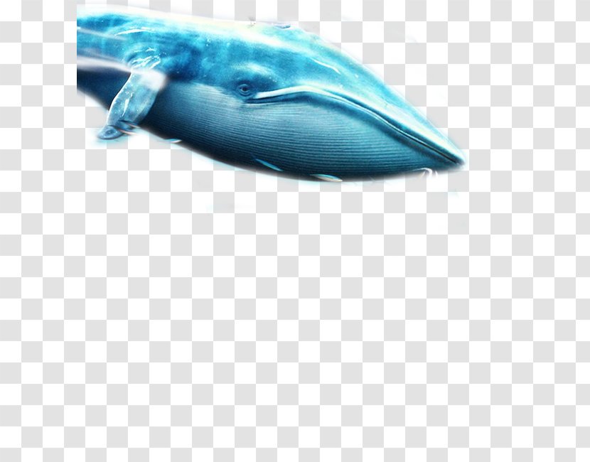 Baleen Whale Blue - Wing Transparent PNG
