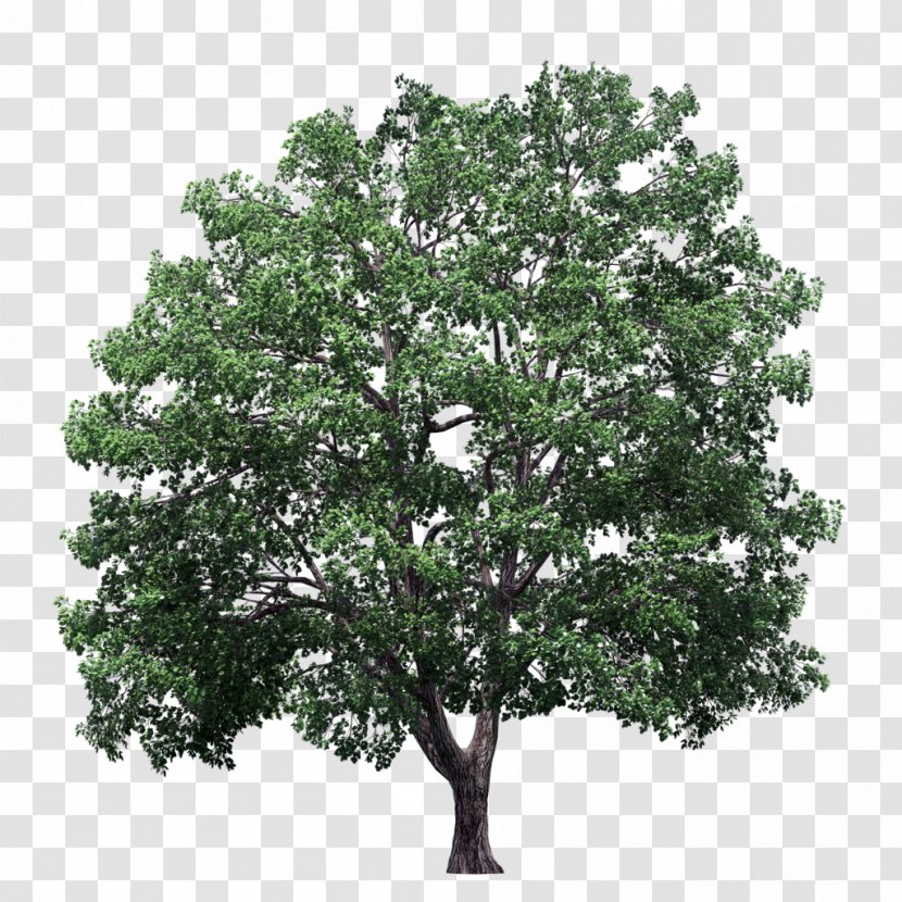 Plane Trees Crown Elm - Sycamore Maple - Hedge Transparent PNG