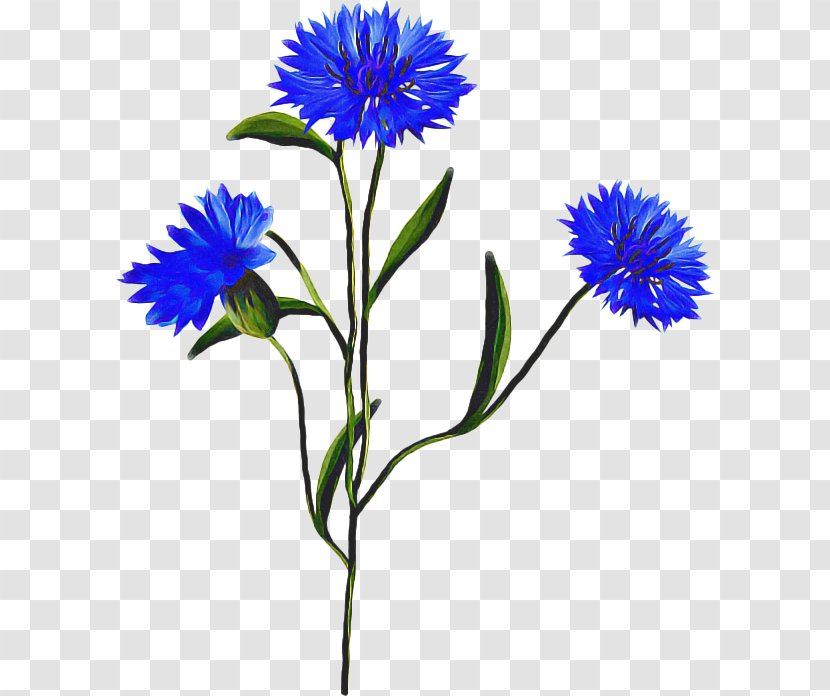 Drawing Of Family - Flower - Perennial Plant Herbaceous Transparent PNG