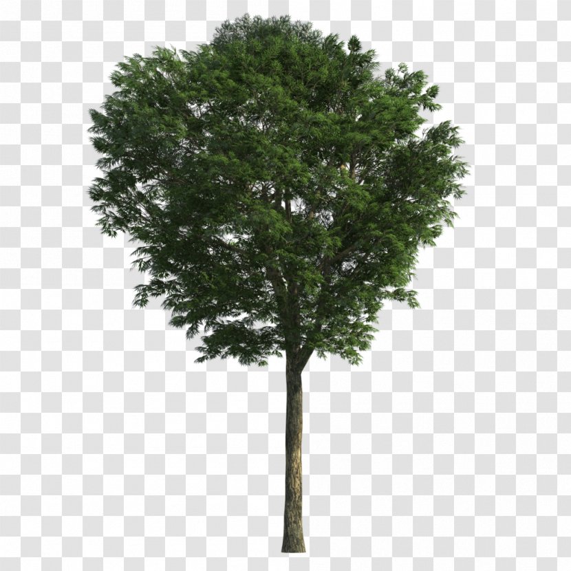 3D Modeling Tree Ash Computer Graphics Weeping Fig - Autodesk 3ds Max Transparent PNG