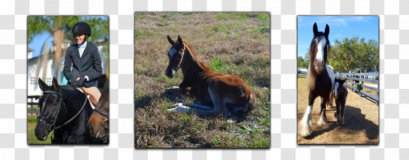 Mustang Thoroughbred Stallion Rein Equestrian - Horse Like Mammal Transparent PNG