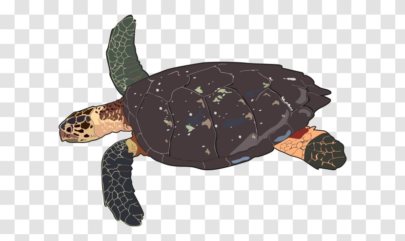 Loggerhead Sea Turtle Hawksbill Leatherback - Animal Transparent PNG