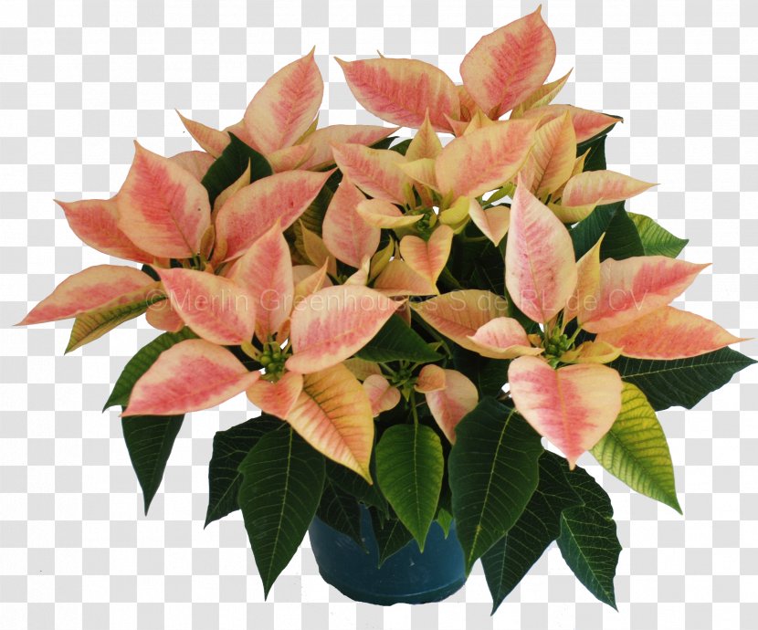 Poinsettia Flowerpot Cut Flowers Houseplant - Flower Transparent PNG