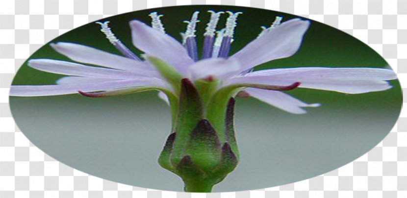 Cut Flowers Flowering Plant Wildflower Transparent PNG