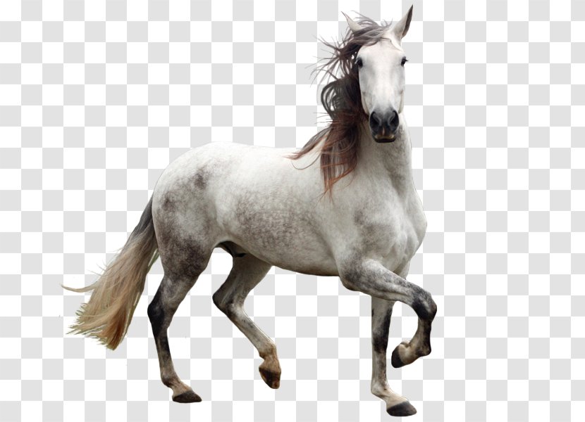 Andalusian Horse Welsh Pony And Cob - Tack - Whitehorse Transparent PNG