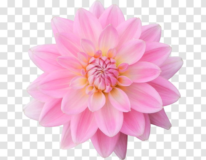 Flower Dahlia Petal Clip Art - Depositfiles Transparent PNG