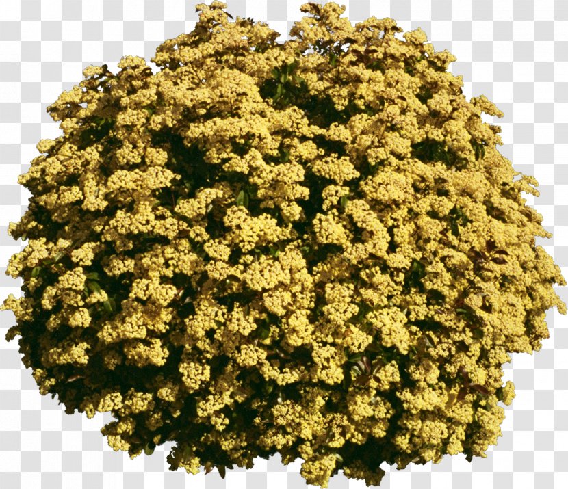 Tree Plant Yellow - Annual - Bushes Transparent PNG