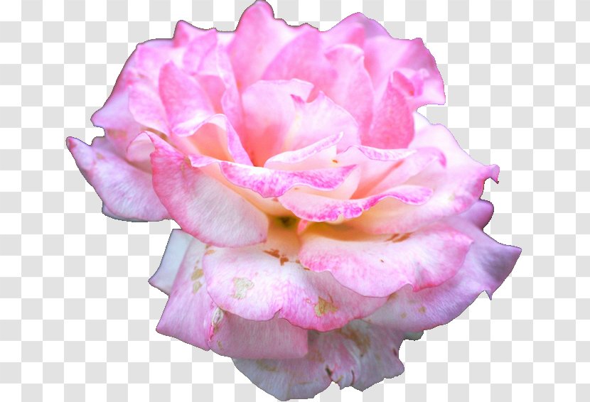Garden Roses Centifolia Floribunda Rookie Cut Flowers - Rose Family - Source Of Life Transparent PNG