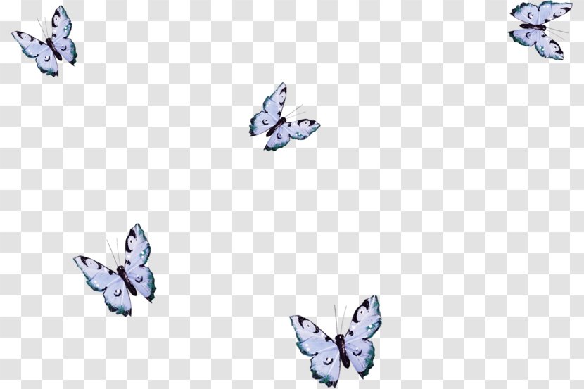Butterfly Borboleta Insect M / 0d Painting - Wing - May Background Transparent PNG