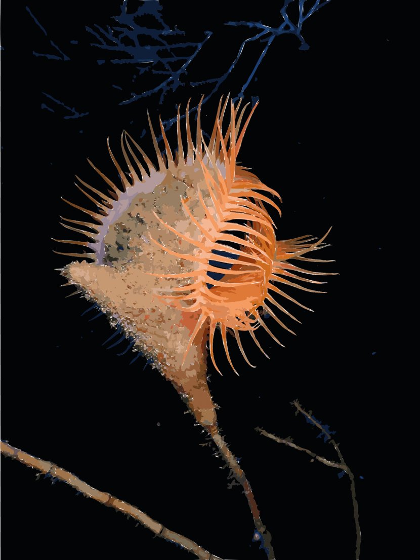 Venus Flytrap Sea Anemone Deep - Carnivorous Plant Transparent PNG