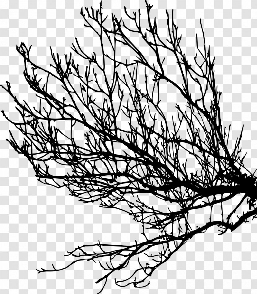 Branch Tree Twig Clip Art Transparent PNG