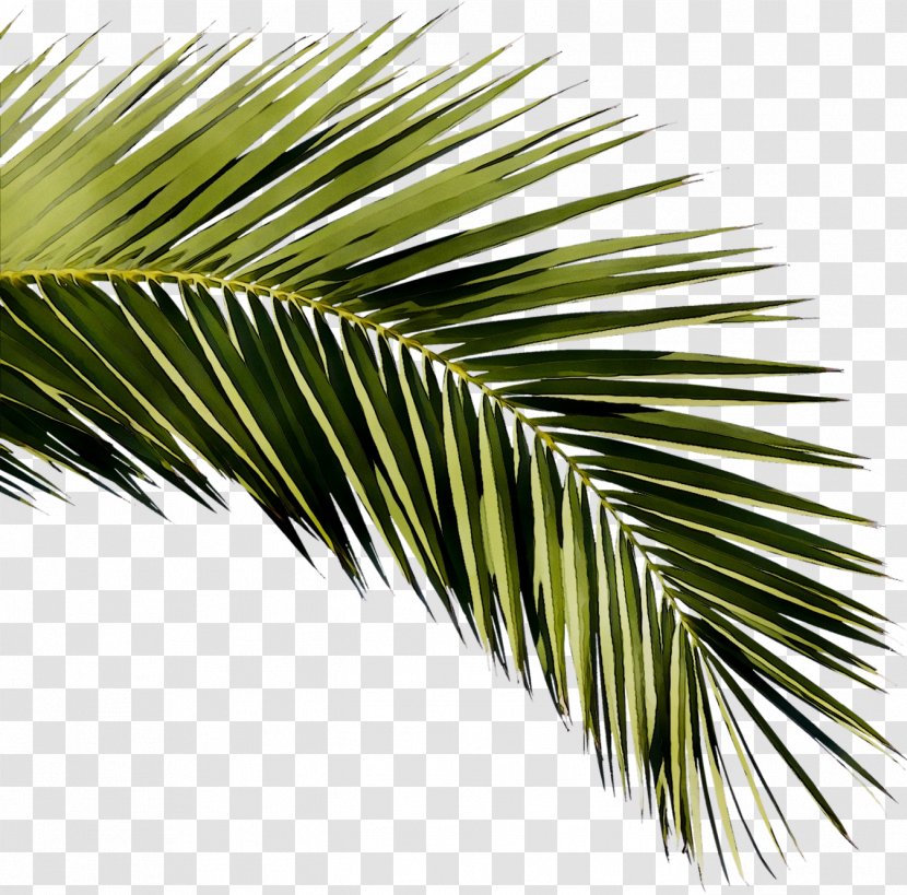 Siesta Key Sarasota Asian Palmyra Palm 0 Past - Geology - White Pine Transparent PNG