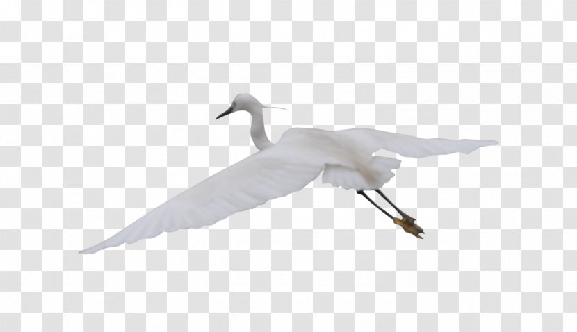 Cygnini Feather Beak Wing Seabird - Fauna - Flying Crane Transparent PNG