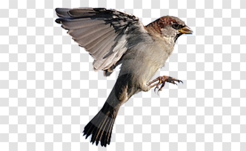 House Sparrow Bird Flight Northern Grey-headed Eurasian Tree - Passerine Transparent PNG