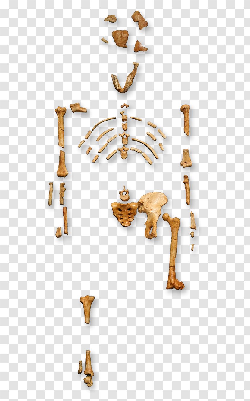 Primate Australopithecus Afarensis Human Evolution Lucy - Evolutionary Biology - Australopithecine Transparent PNG
