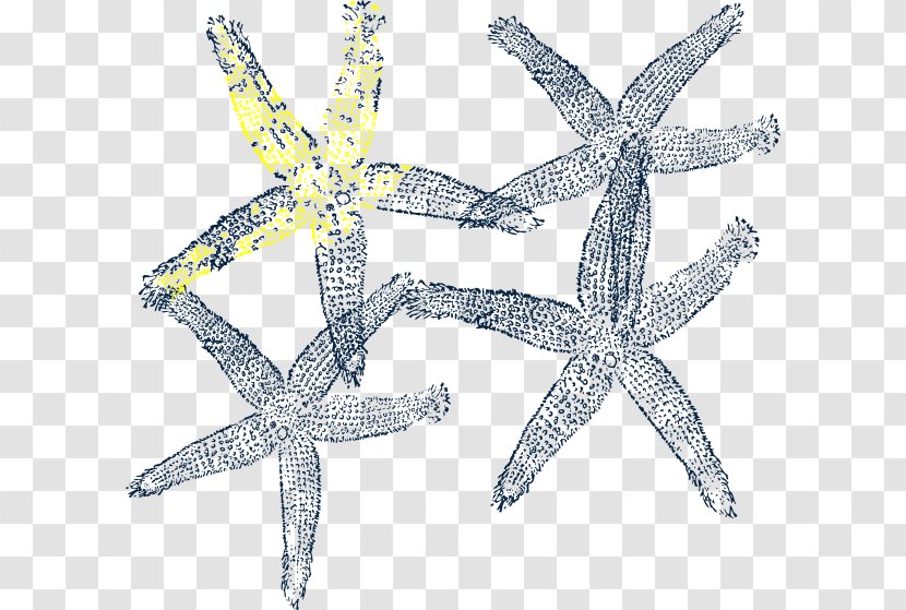 Clip Art - Marine Invertebrates - Starfish Vector Transparent PNG