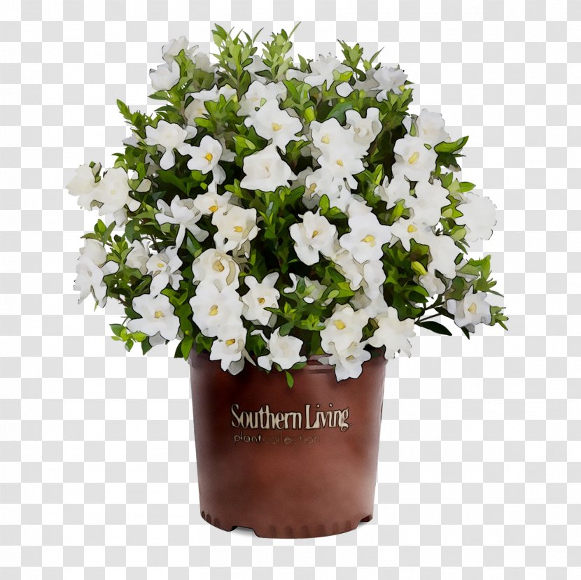 Southern Living Plant Collection Shrub Cape Jasmine Gardenia Thunbergia Tree - Petunia Transparent PNG