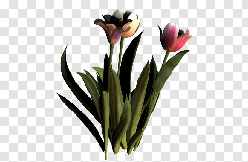 Tulip Floristry Cut Flowers Petal Plant Stem Transparent PNG