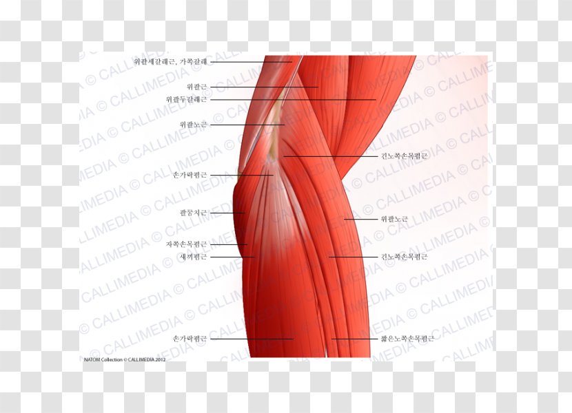 Elbow Anconeus Muscle Brachialis Triceps Brachii - Flower - Silhouette Transparent PNG