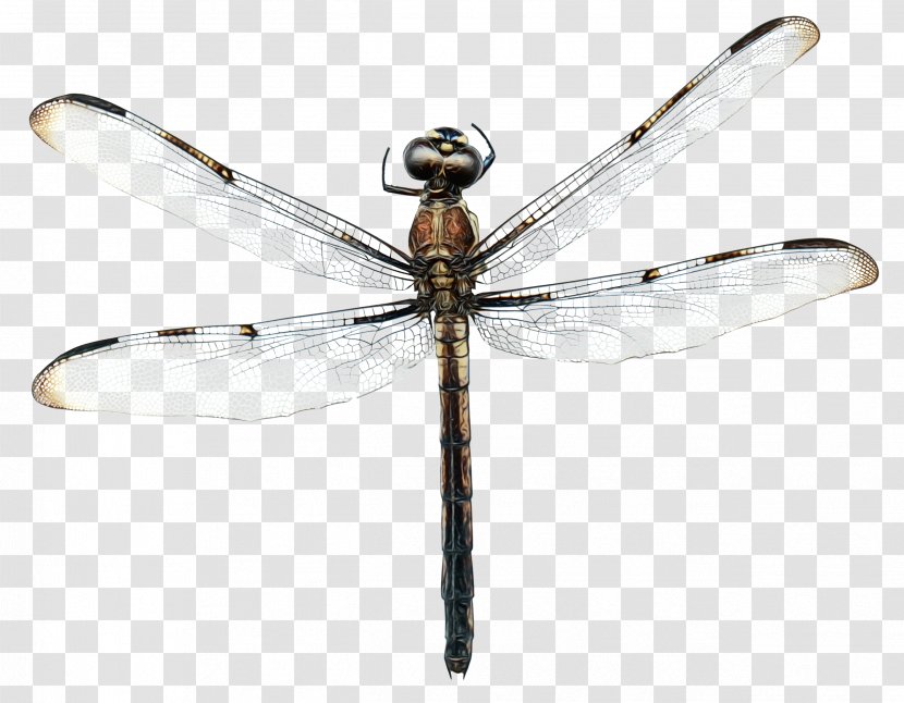 Dragonfly Insect - Damselfly - Pest Transparent PNG