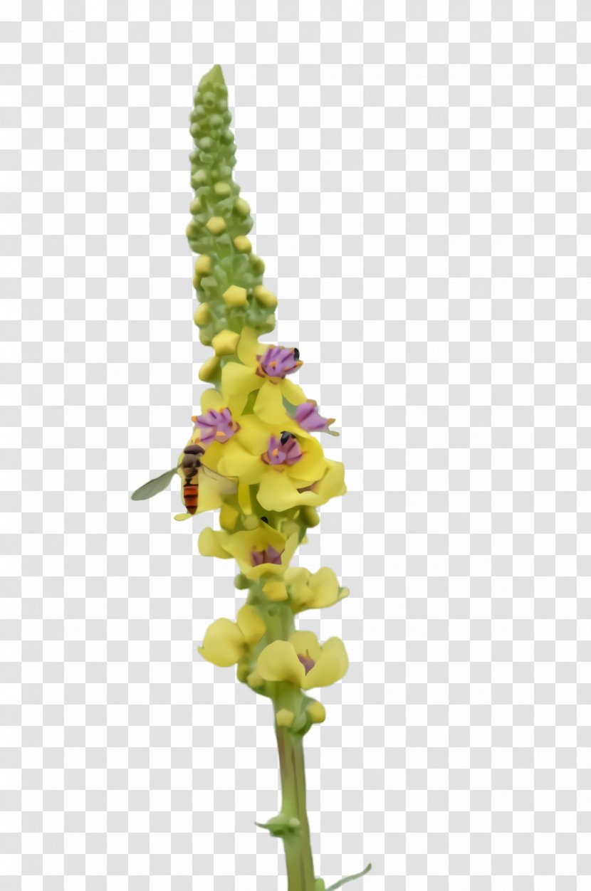 Flower Plant Snapdragon Verbascum Stem - Loosestrife And Pomegranate Family - Lupin Transparent PNG