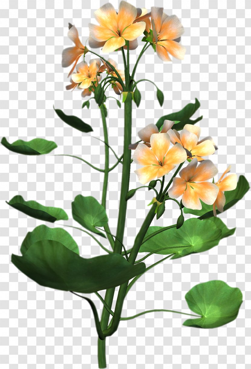 Plant Anatomy Flower Clip Art Transparent PNG