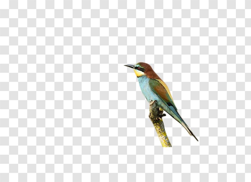 Bird Animal Download - Coraciiformes - Branch Transparent PNG