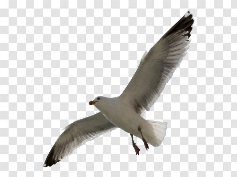 European Herring Gull Gulls Seabird - Bird Transparent PNG