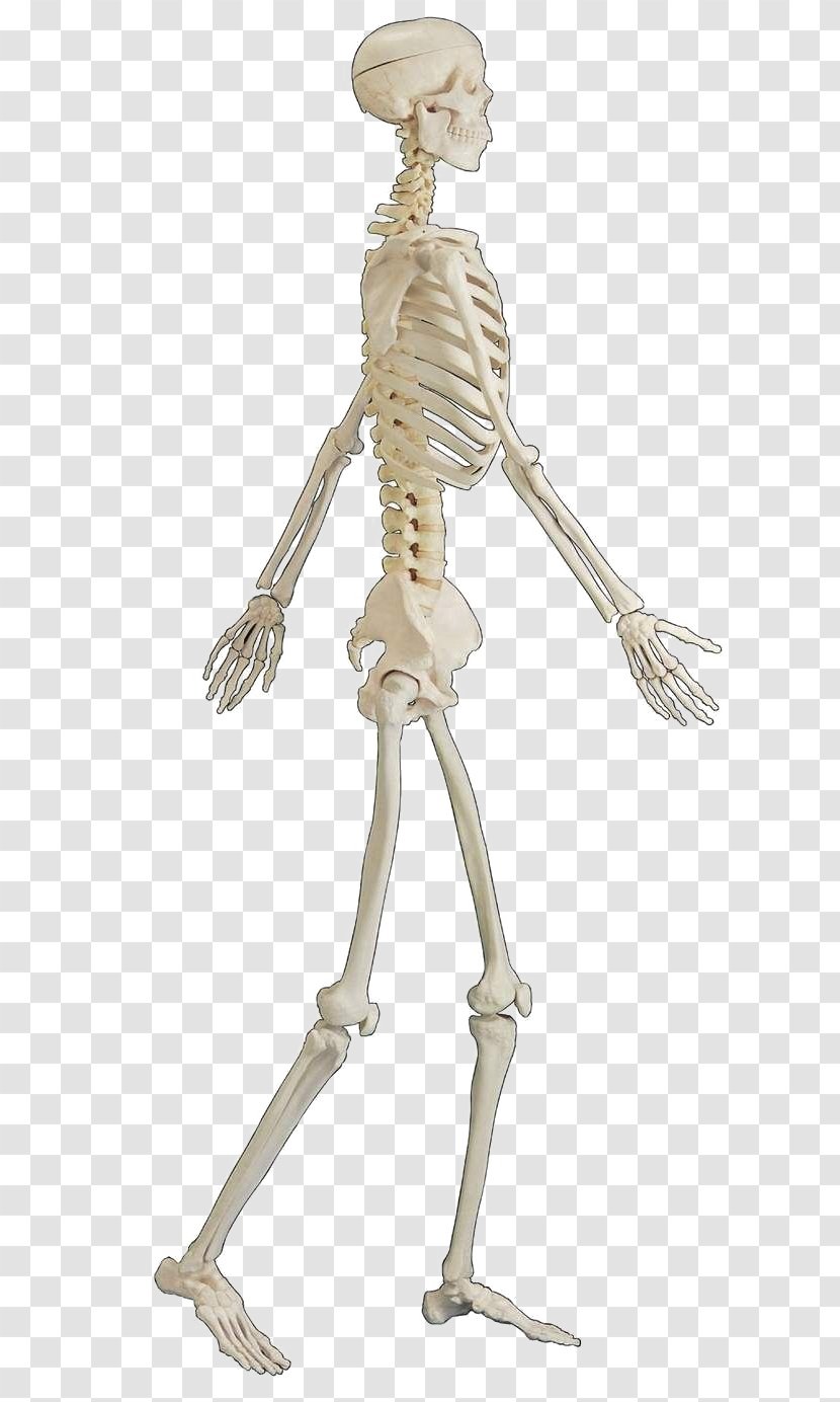 Human Skeleton Bone Body - Silhouette - Free People Walking Buckle Material Transparent PNG